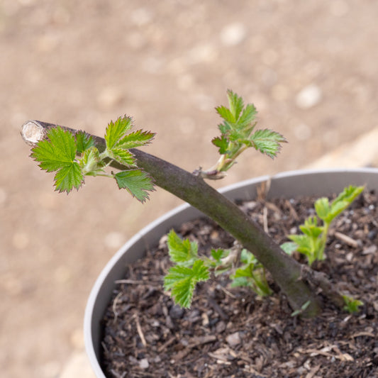 Rubus fruticosus ‘Merton Thornless’