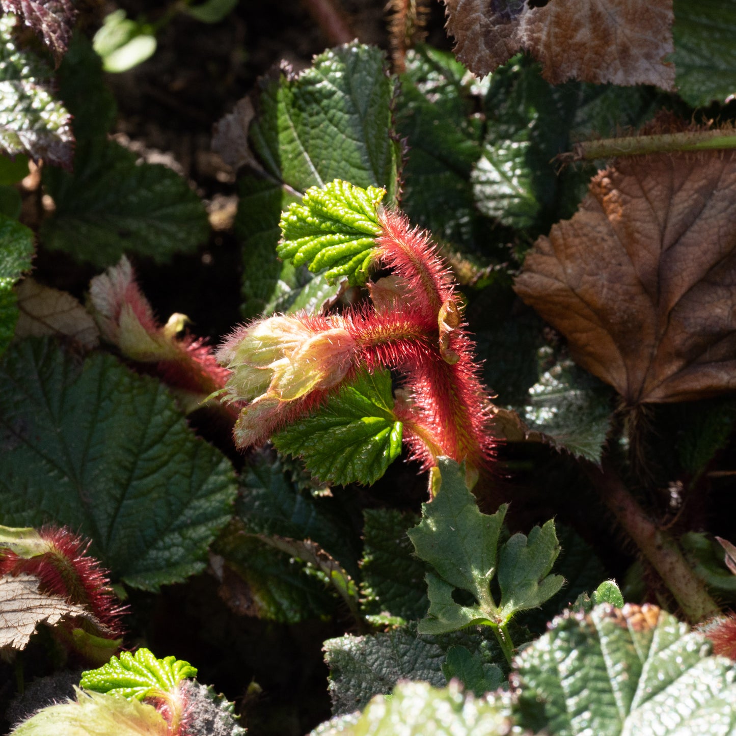 Rubus tricolor