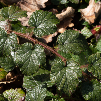 Rubus tricolor