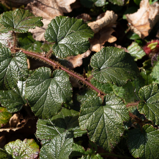 Rubus tricolor