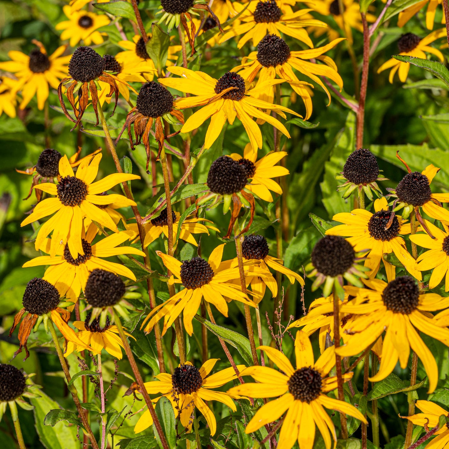 Autumn Plant Sales at Careys Secret Garden JUST £1 Entry 8th and 11th Oct 2025