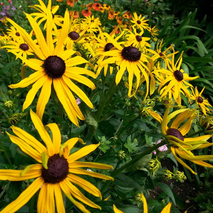 Rudbeckia fulgida var. sullivantii 'Goldsturm'