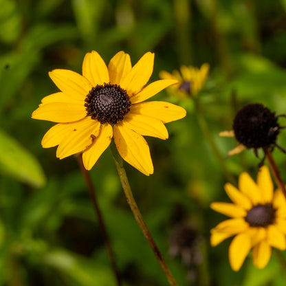 Rudbeckia fulgida var. sullivantii 'Goldsturm'