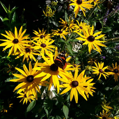 Rudbeckia fulgida var. sullivantii 'Goldsturm'