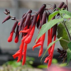 Salvia dombeyi