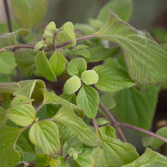 Saliva mexicana ‘Limelight’