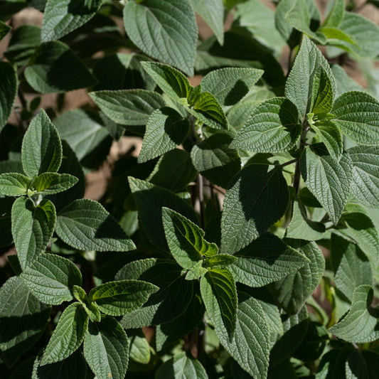 Salvia mexicana ‘Limelight’