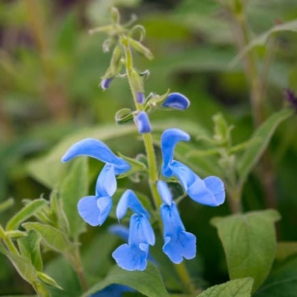 Salvia patens 'Cambridge Blue'