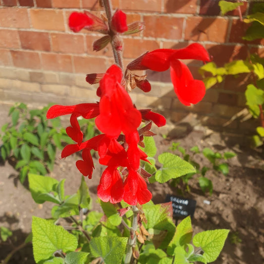 Salvia darcyi