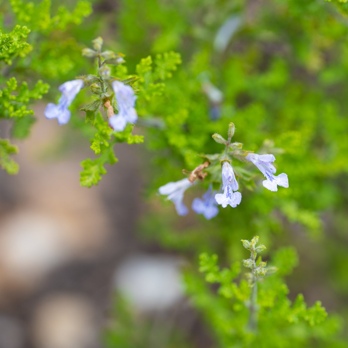 Salvia namaensis