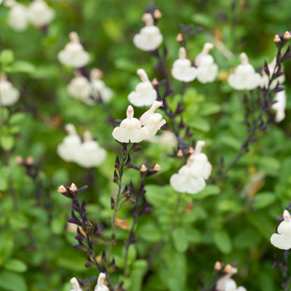 Salvia ‘so cool pale cream’