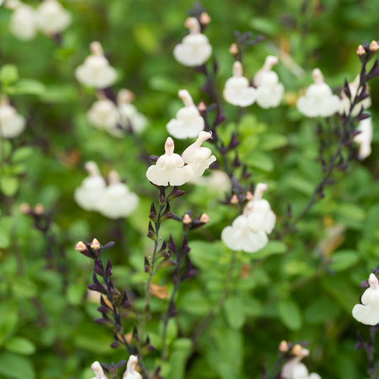 Salvia ‘so cool pale cream’