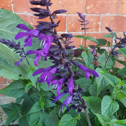 Salvia guaranitica 'Amistad'