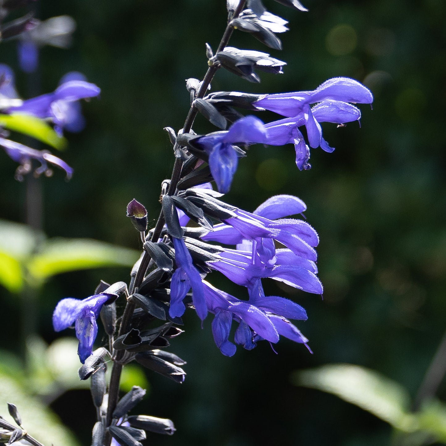 Salvia guaranitica 'Black & Bloom'
