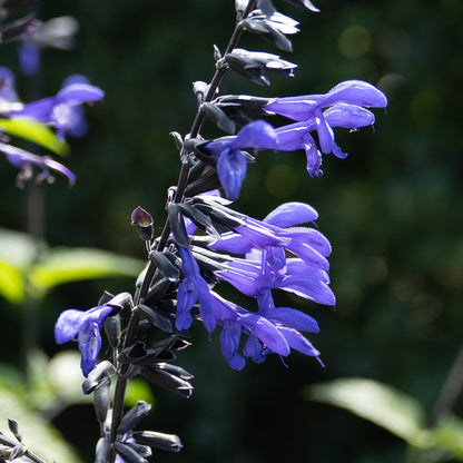 Salvia guaranitica 'Black & Bloom'