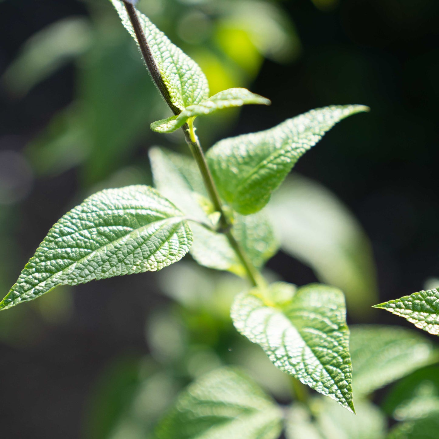 Salvia guaranitica 'Black & Bloom'