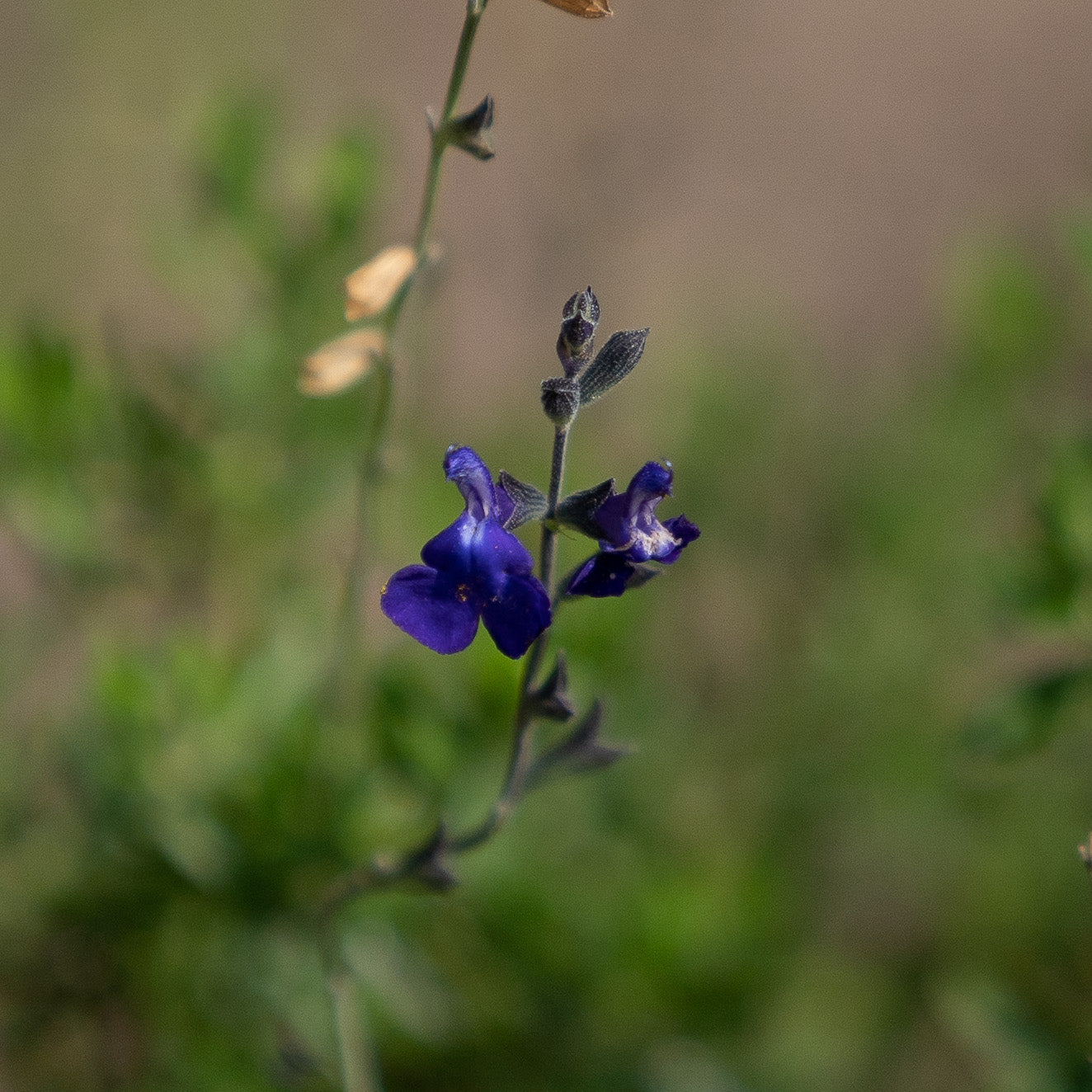 Salvia x jamensis 'Blue Armor'