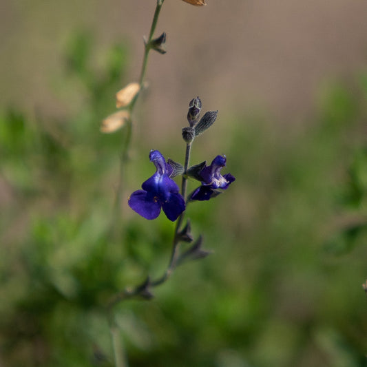 Salvia x jamensis 'Blue Armor'