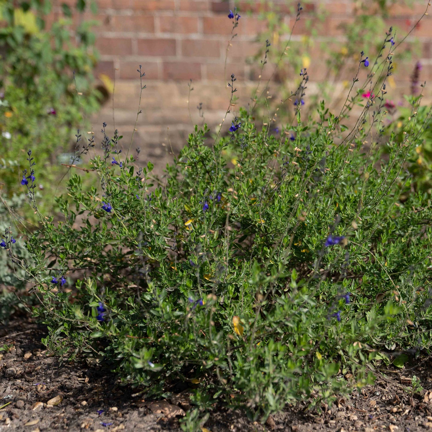 Salvia x jamensis 'Blue Armor'