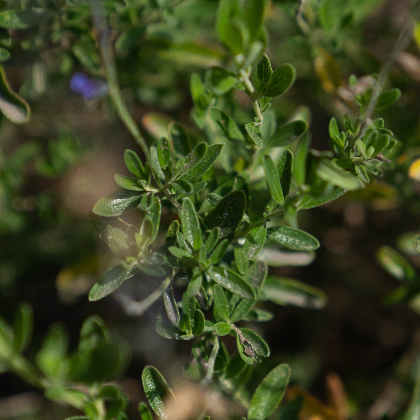 Salvia x jamensis 'Blue Armor'