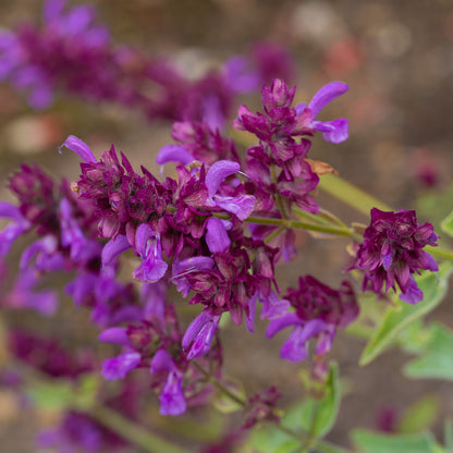Salvia canariensis