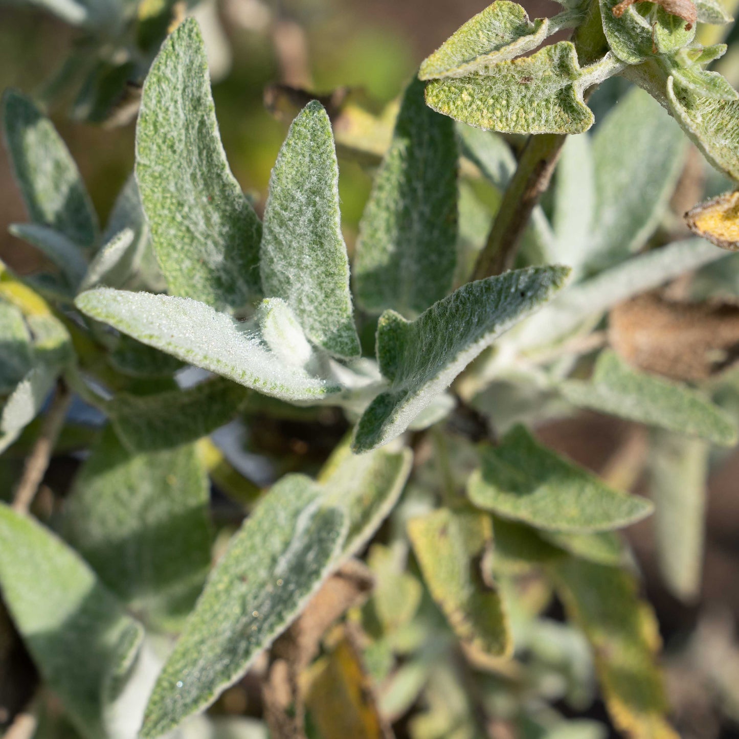 Salvia canariensis