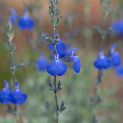 Salvia chamaedryoides ‘Silver leaved form’