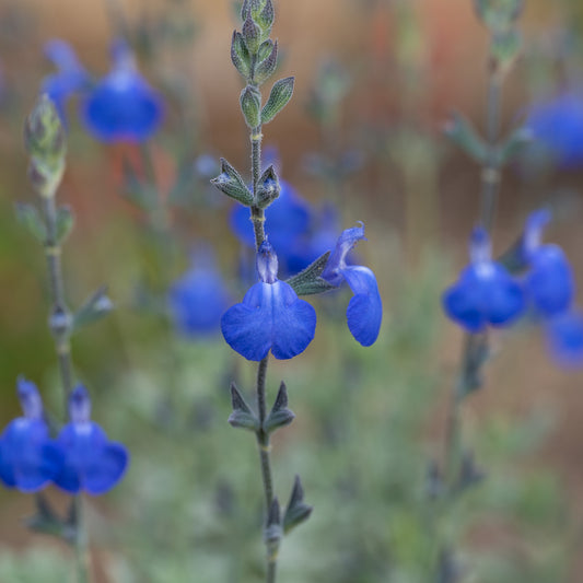 Salvia chamaedryoides ‘Silver leaved form’