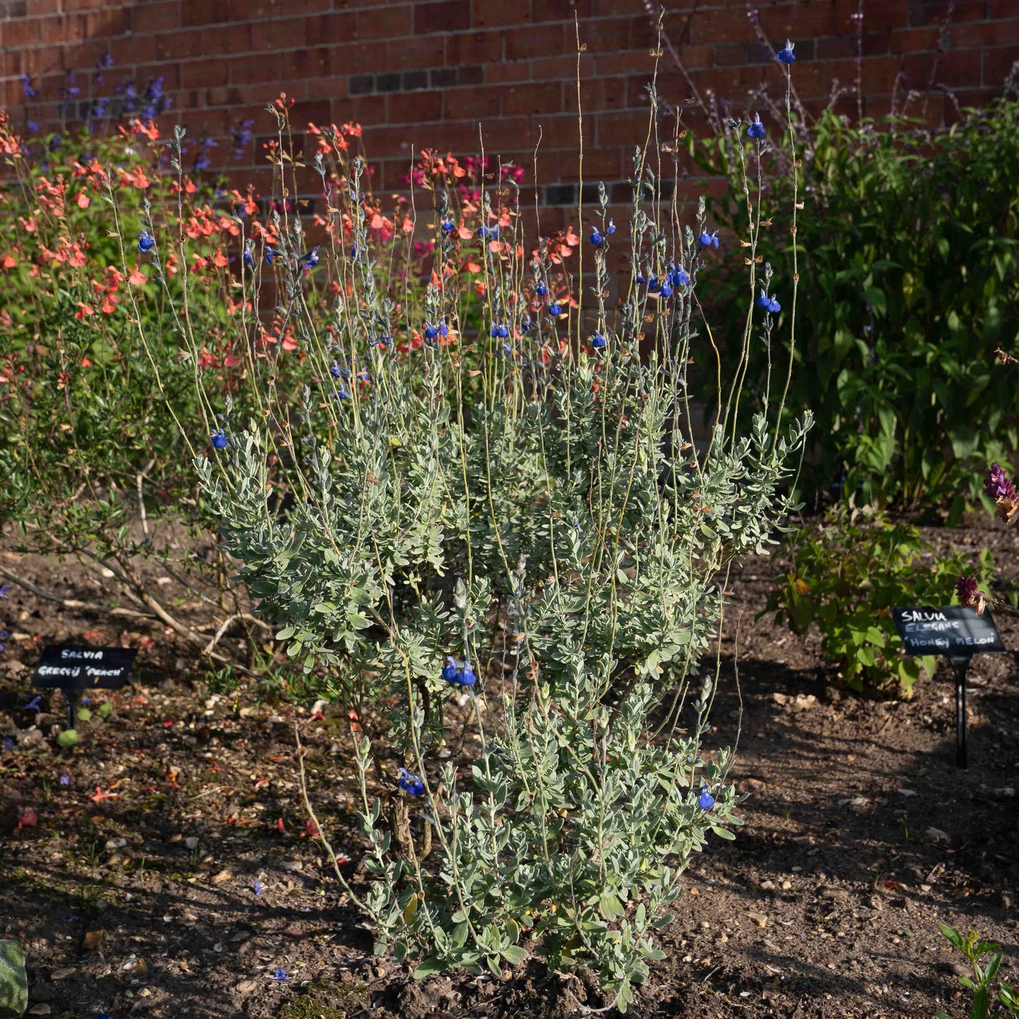 Salvia chamaedryoides ‘Silver leaved form’