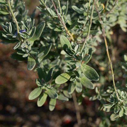 Salvia chamaedryoides ‘Silver leaved form’
