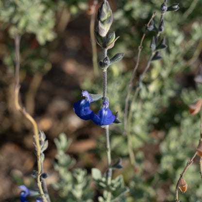 Salvia chamaedryoides ‘Silver leaved form’
