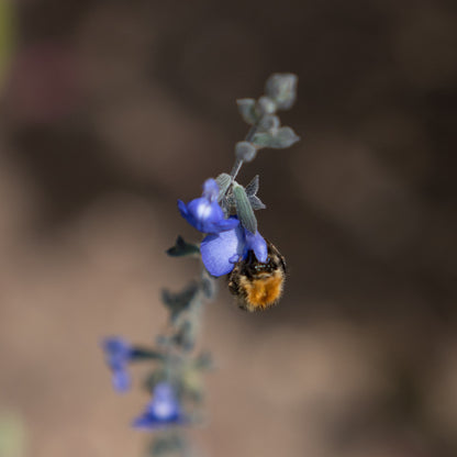 Salvia chamaedryoides ‘Silver leaved form’