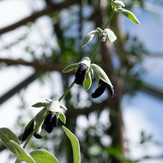 Salvia discolor