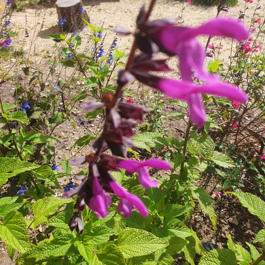 Salvia guaranitica 'Lake Tahoe'