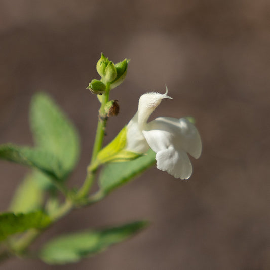 Salvia microphylla 'Chalk White'
