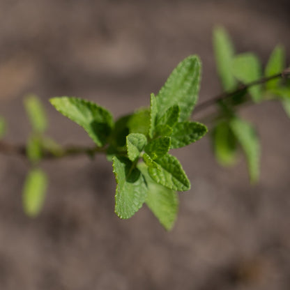 Salvia microphylla 'Chalk White'