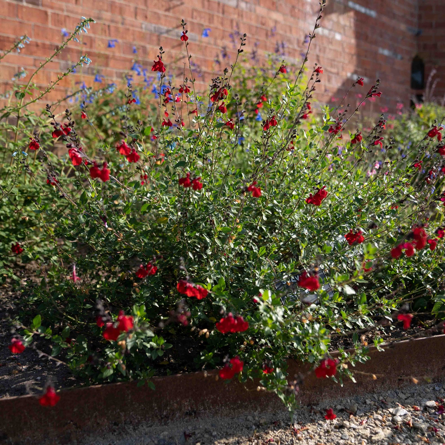 Salvia x jamensis 'Reve Rouge'
