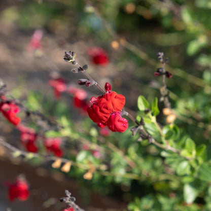Salvia x jamensis 'Reve Rouge'