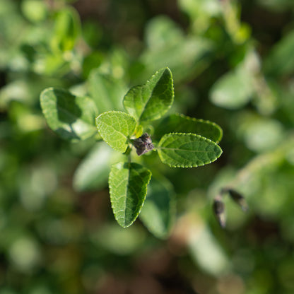 Salvia x jamensis 'Reve Rouge'