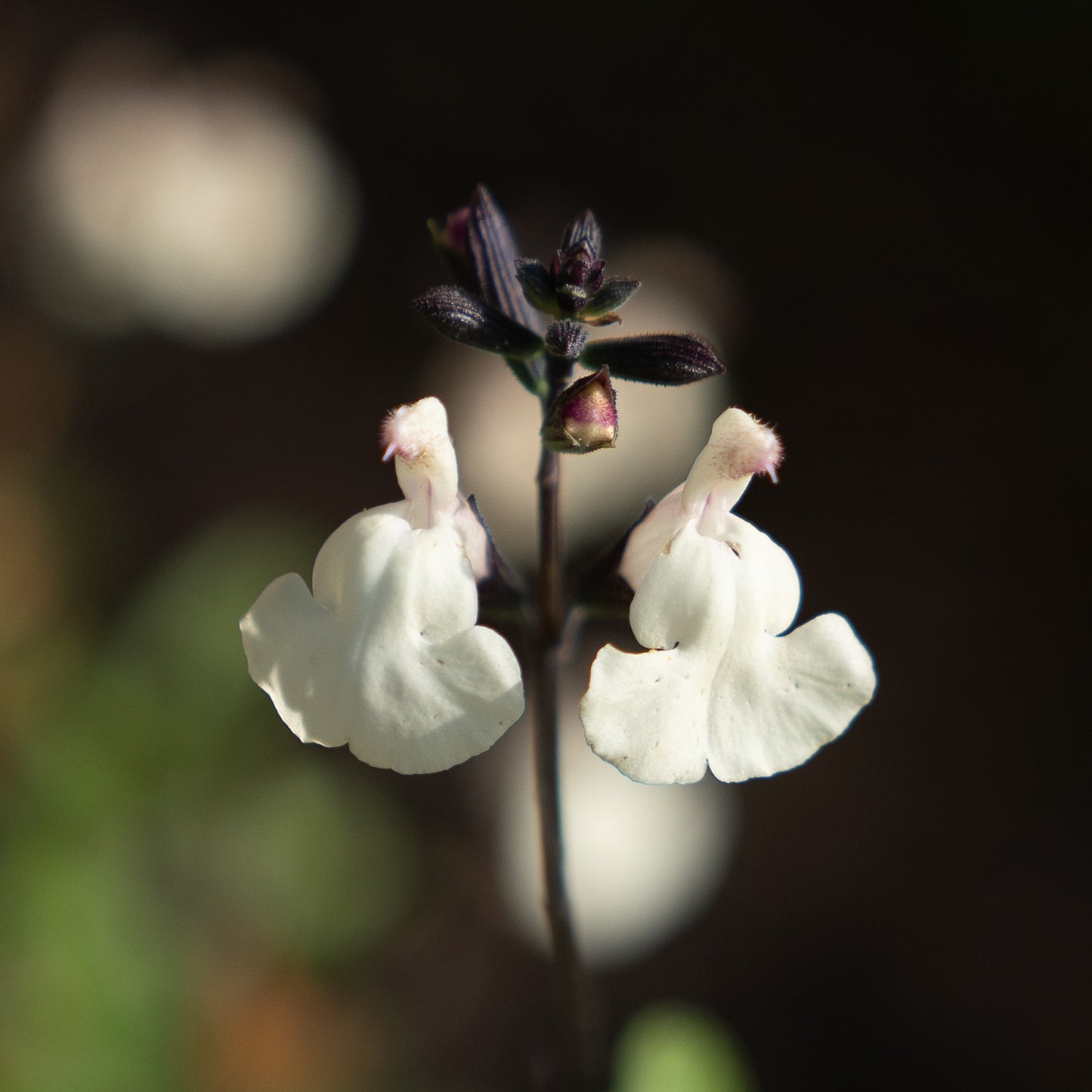 Salvia ‘so cool pale cream’