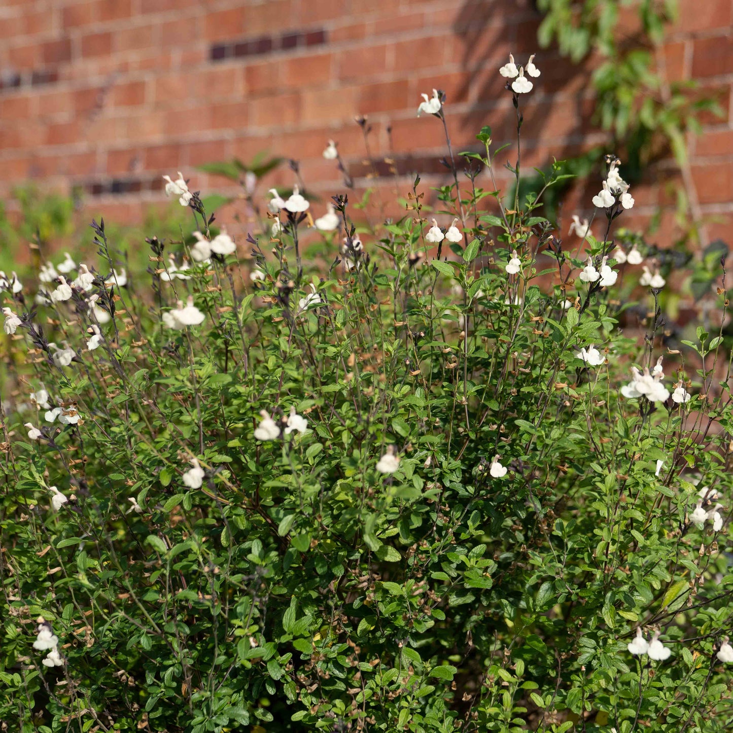 Salvia ‘so cool pale cream’