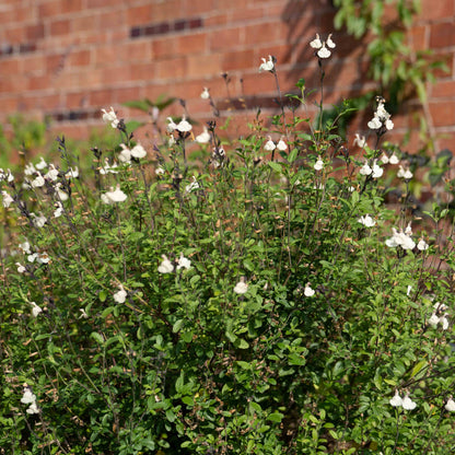 Salvia ‘so cool pale cream’