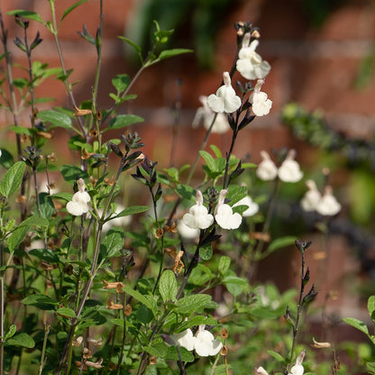 Salvia ‘so cool pale cream’