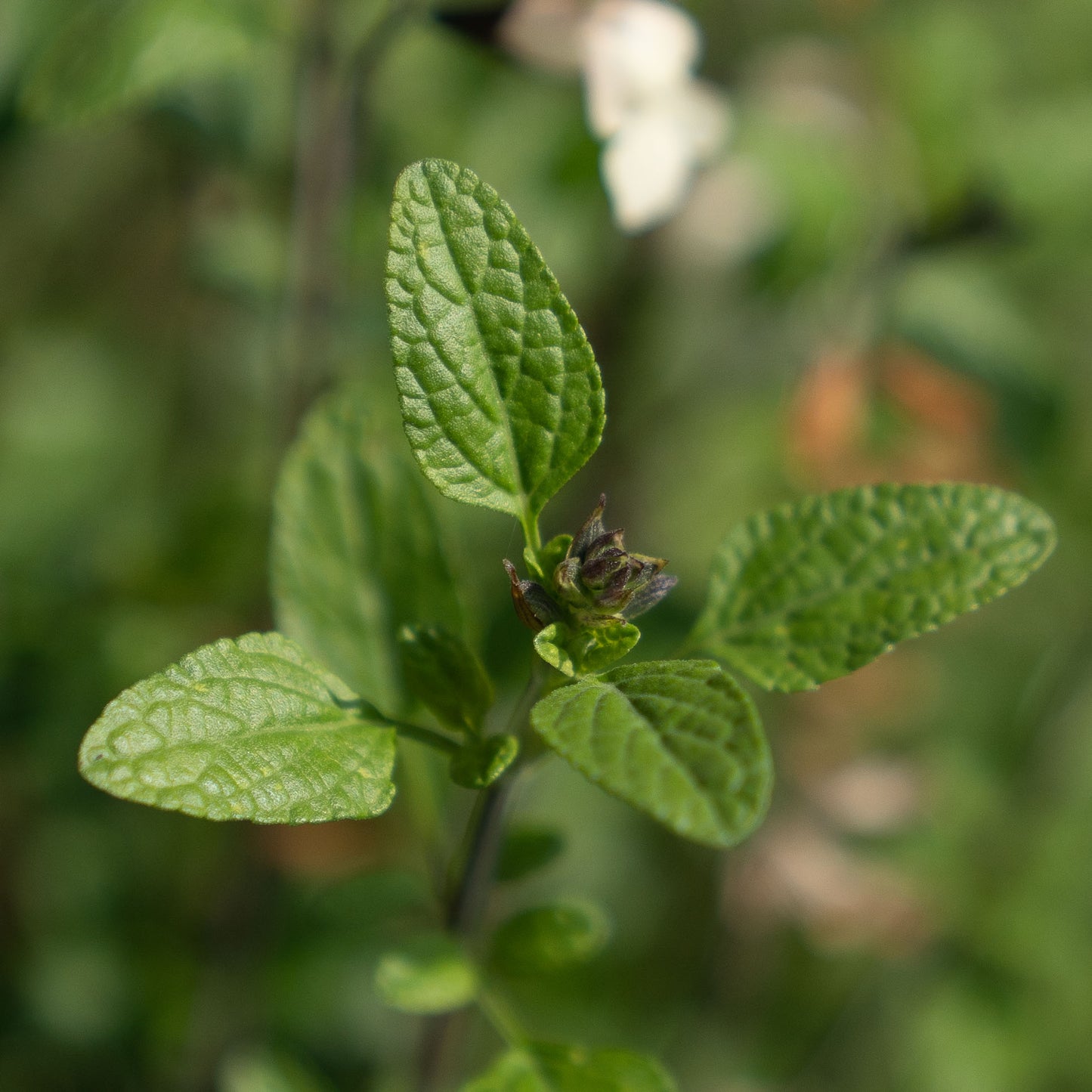 Salvia ‘so cool pale cream’