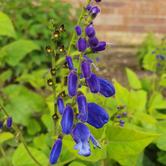 Salvia cacaliifolia