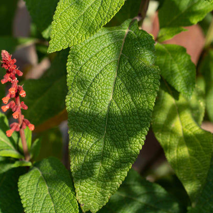Salvia confertiflora