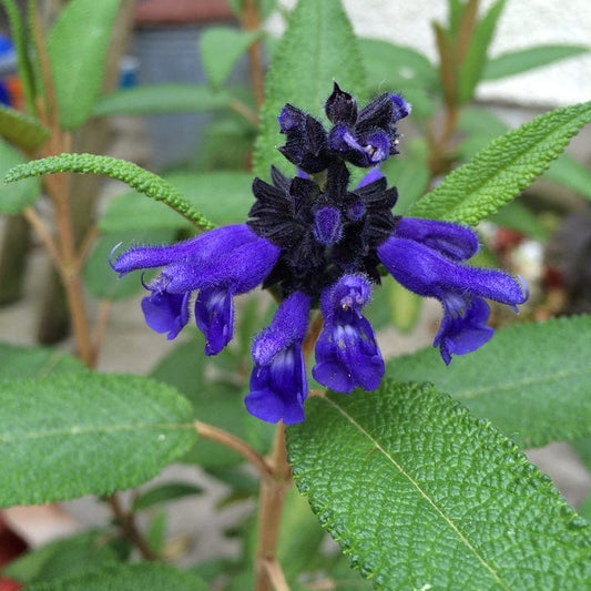 Salvia corrugata