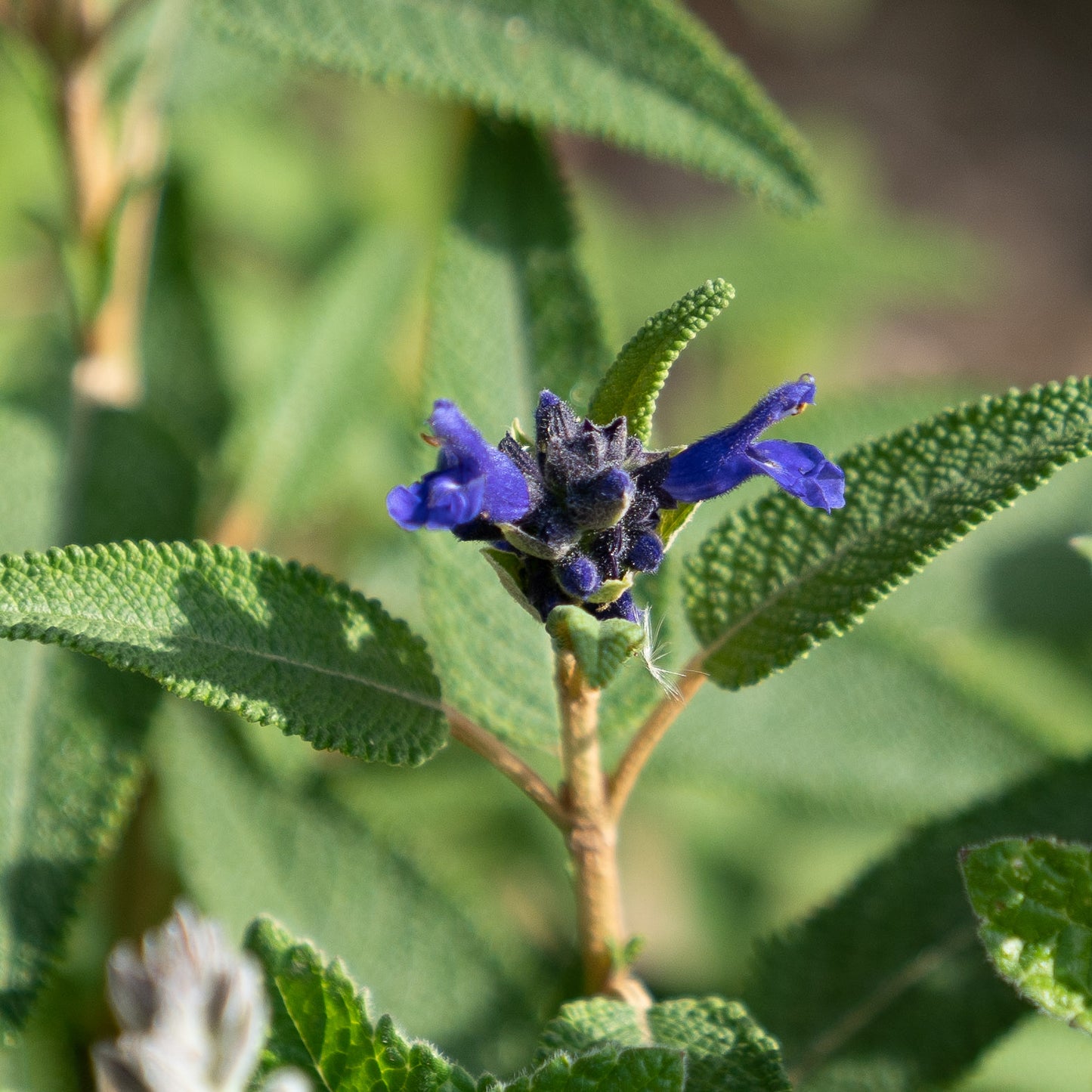 Salvia corrugata