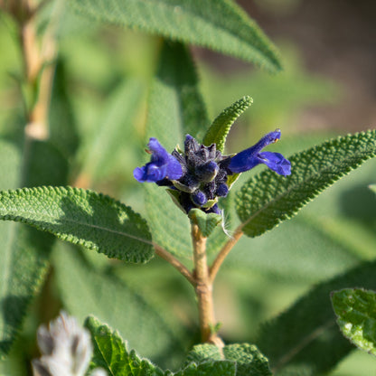 Salvia corrugata