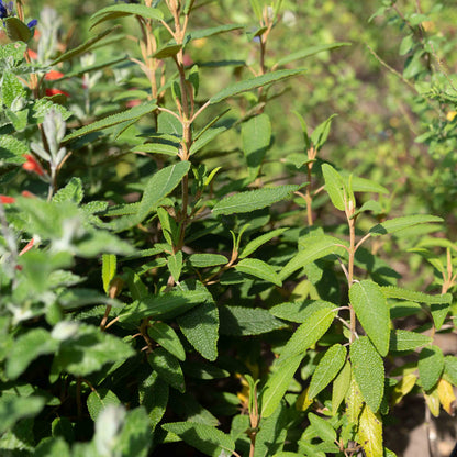 Salvia corrugata
